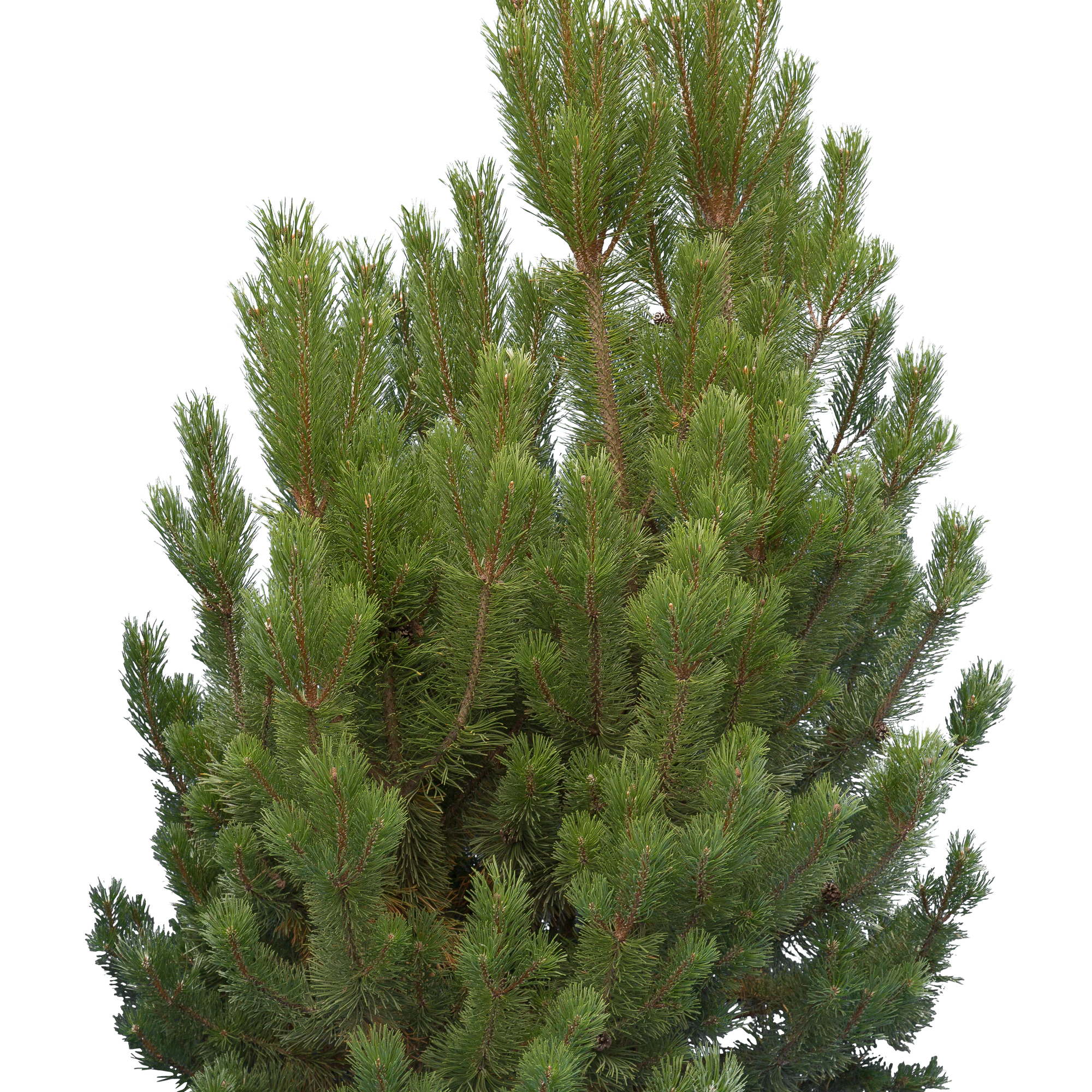 conifer 004 — Descargar