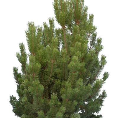 conifer 004 — Descargar