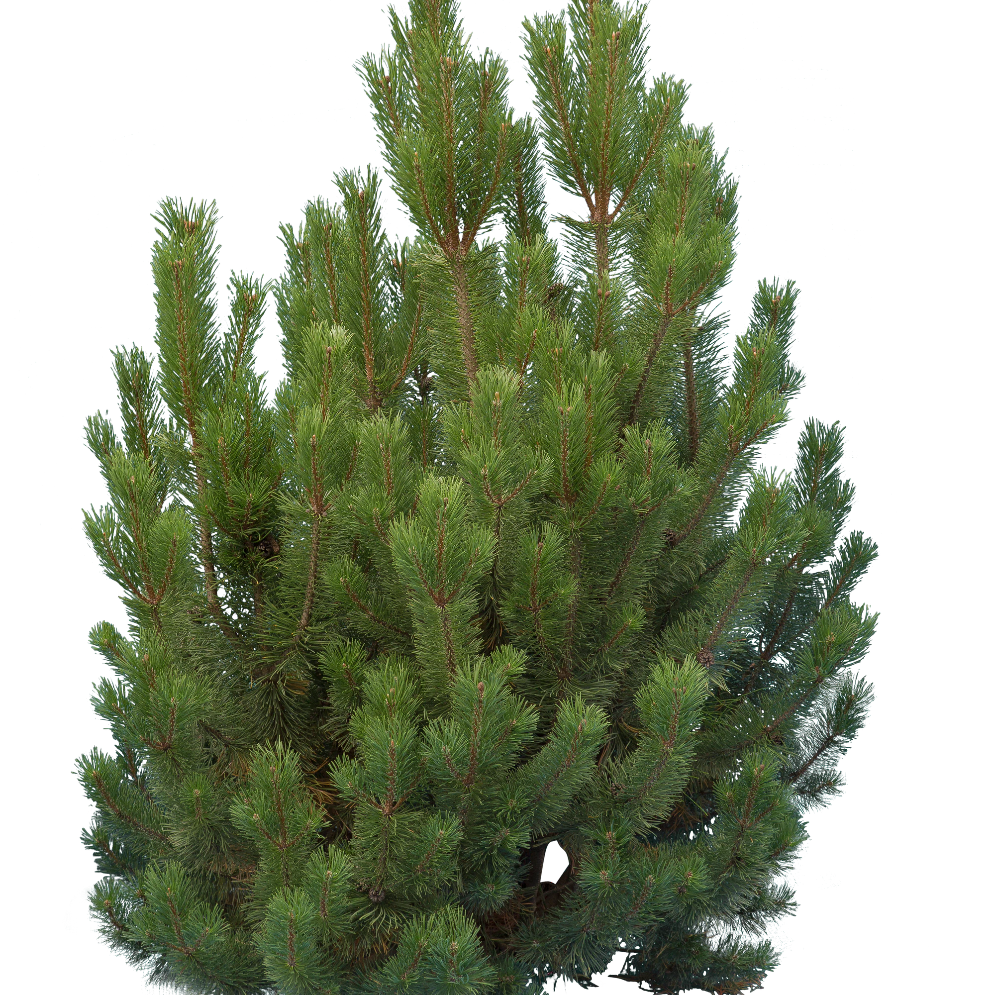 conifer 005 — Скачать