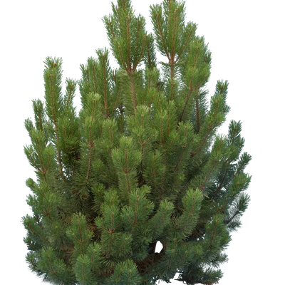 conifer 005 — Скачать