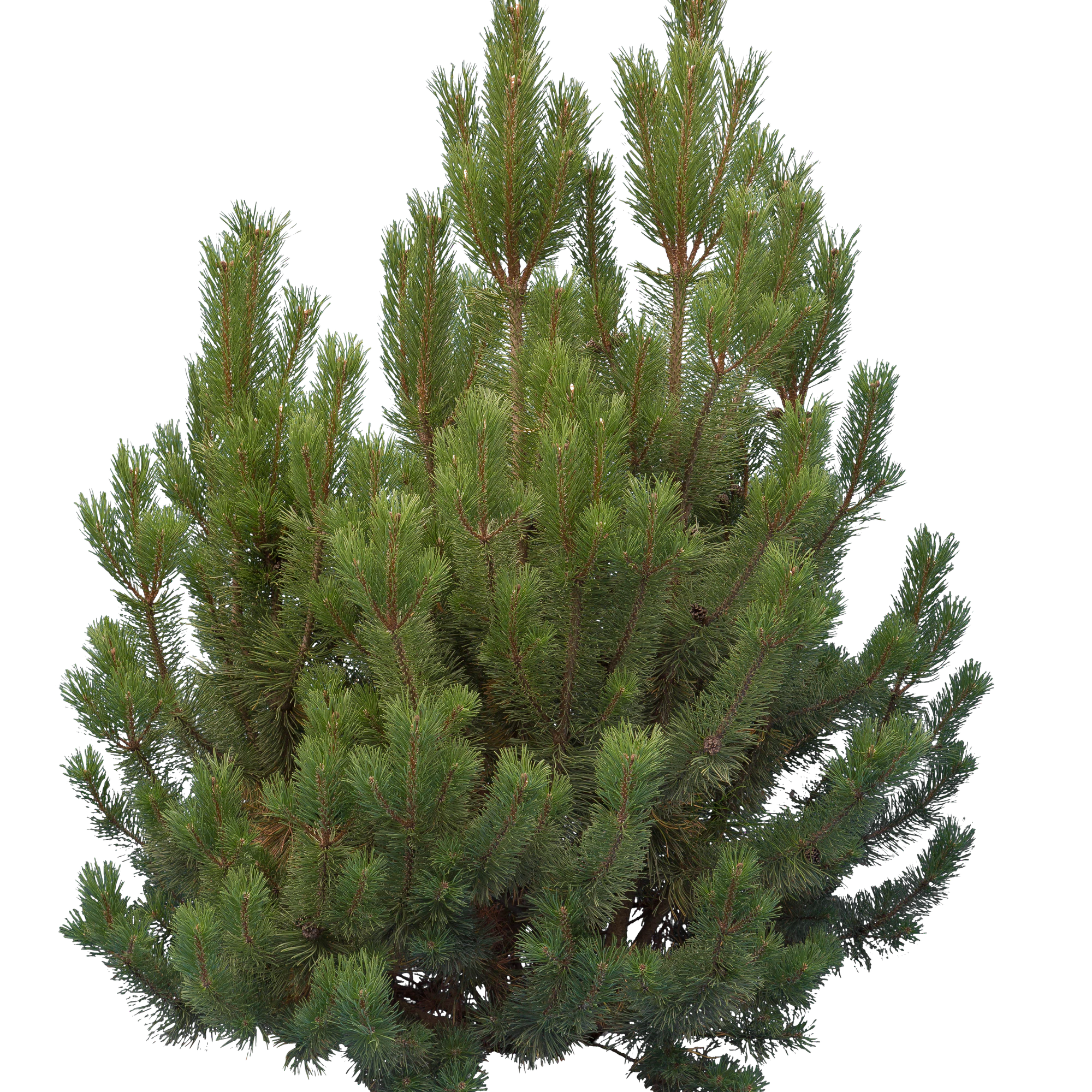 conifer 006 — Скачать