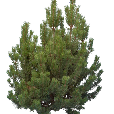 conifer 006 — Скачать