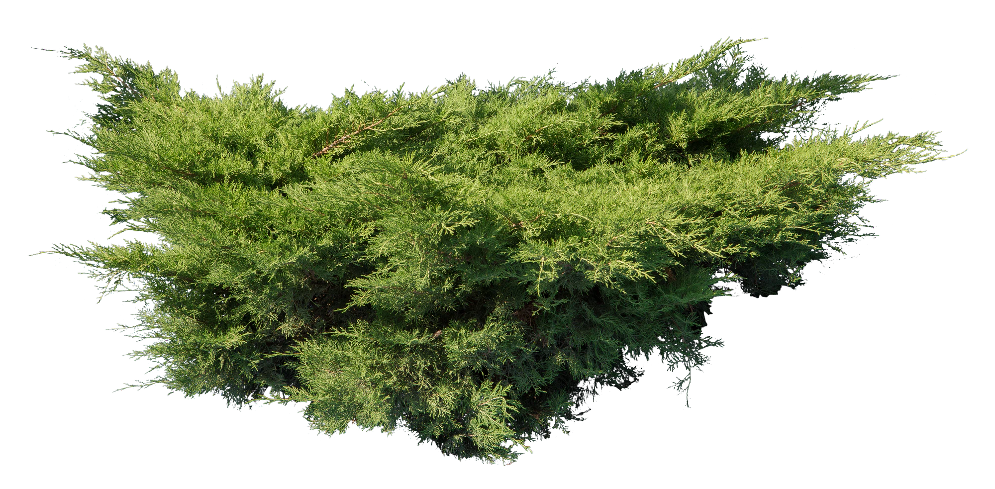conifer 007 — Скачать