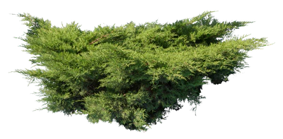 conifer 007 — Скачать