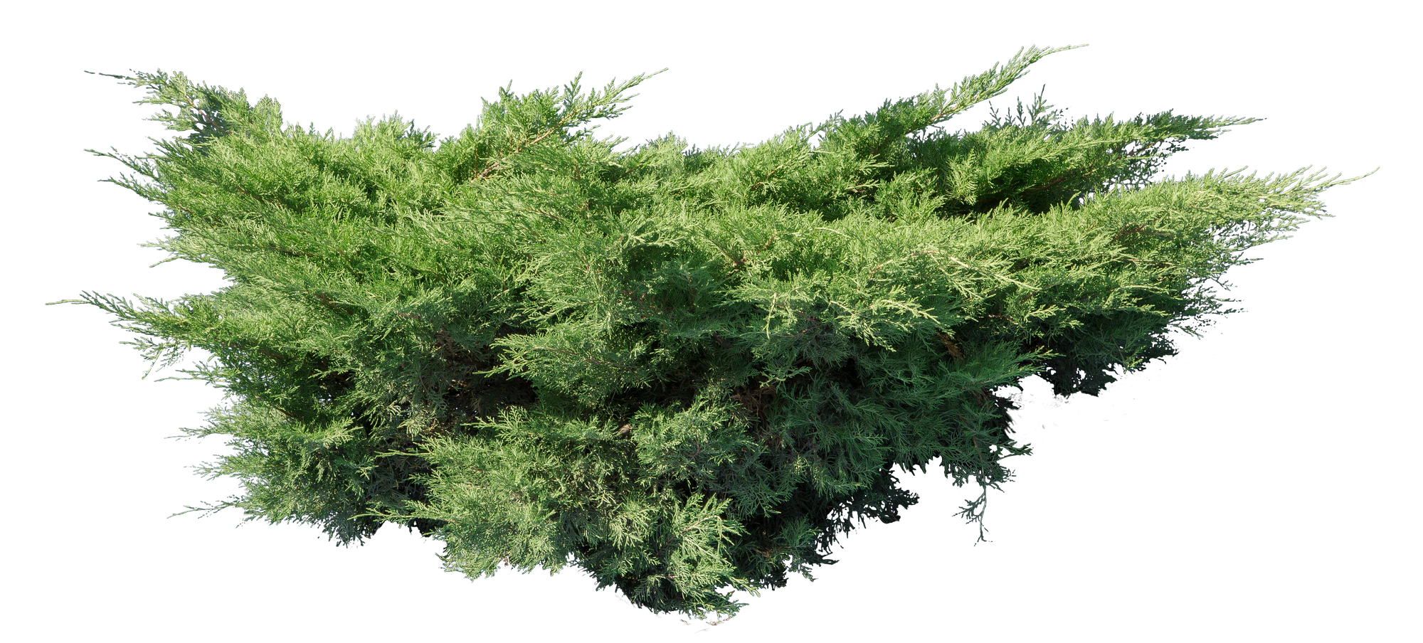 conifer 008 — Скачать