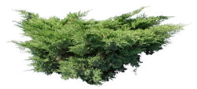 conifer 008 — Скачать