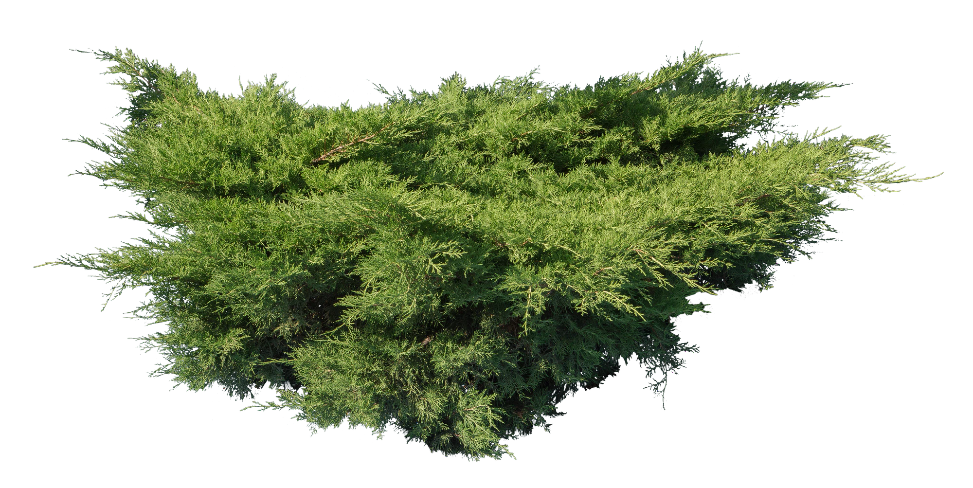 conifer 009 — Descargar