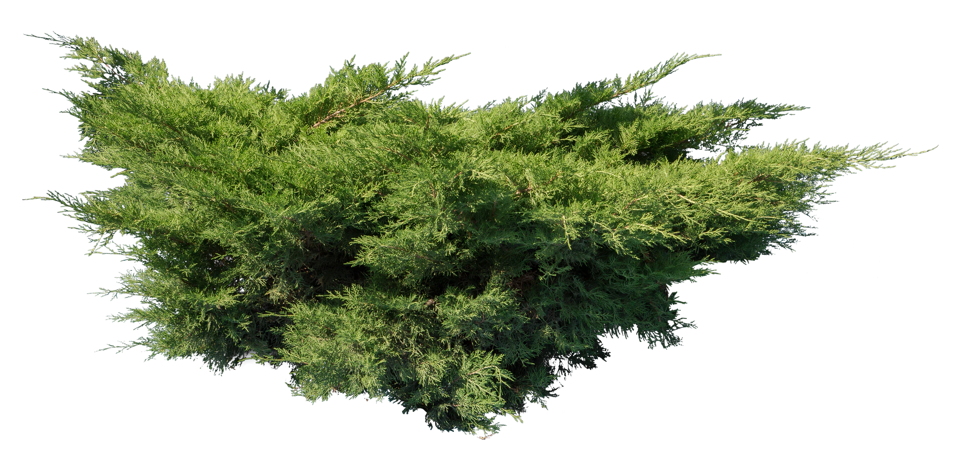 conifer 010 — Скачать