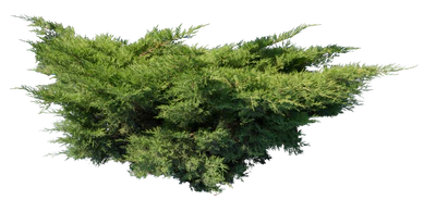 conifer 010 — Скачать
