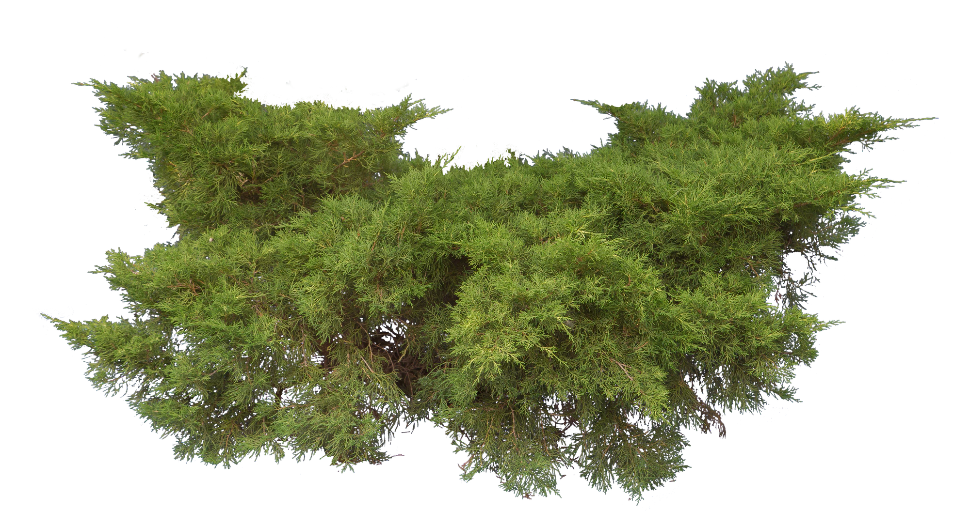 conifer 011 — Скачать