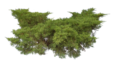 conifer 011 — Скачать