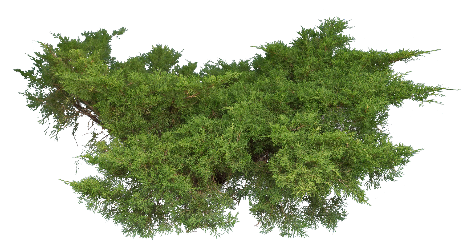 conifer 012 — Скачать