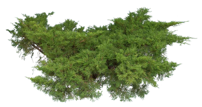 conifer 012 — Скачать
