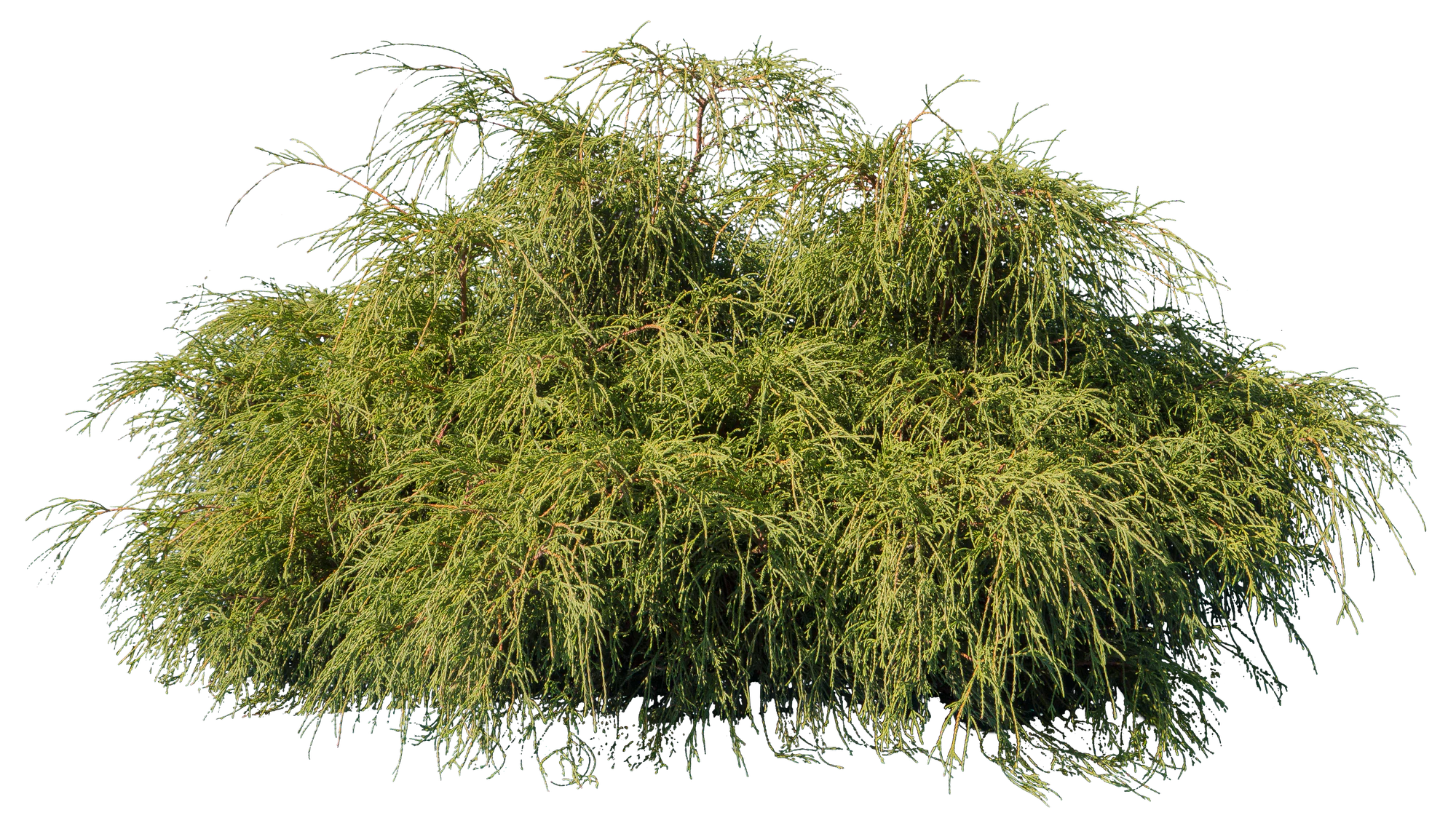 conifer 013 — Download