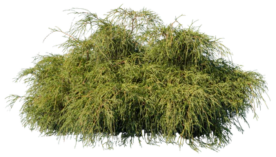 conifer 013 — Download
