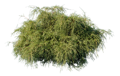 conifer 014 — Descargar