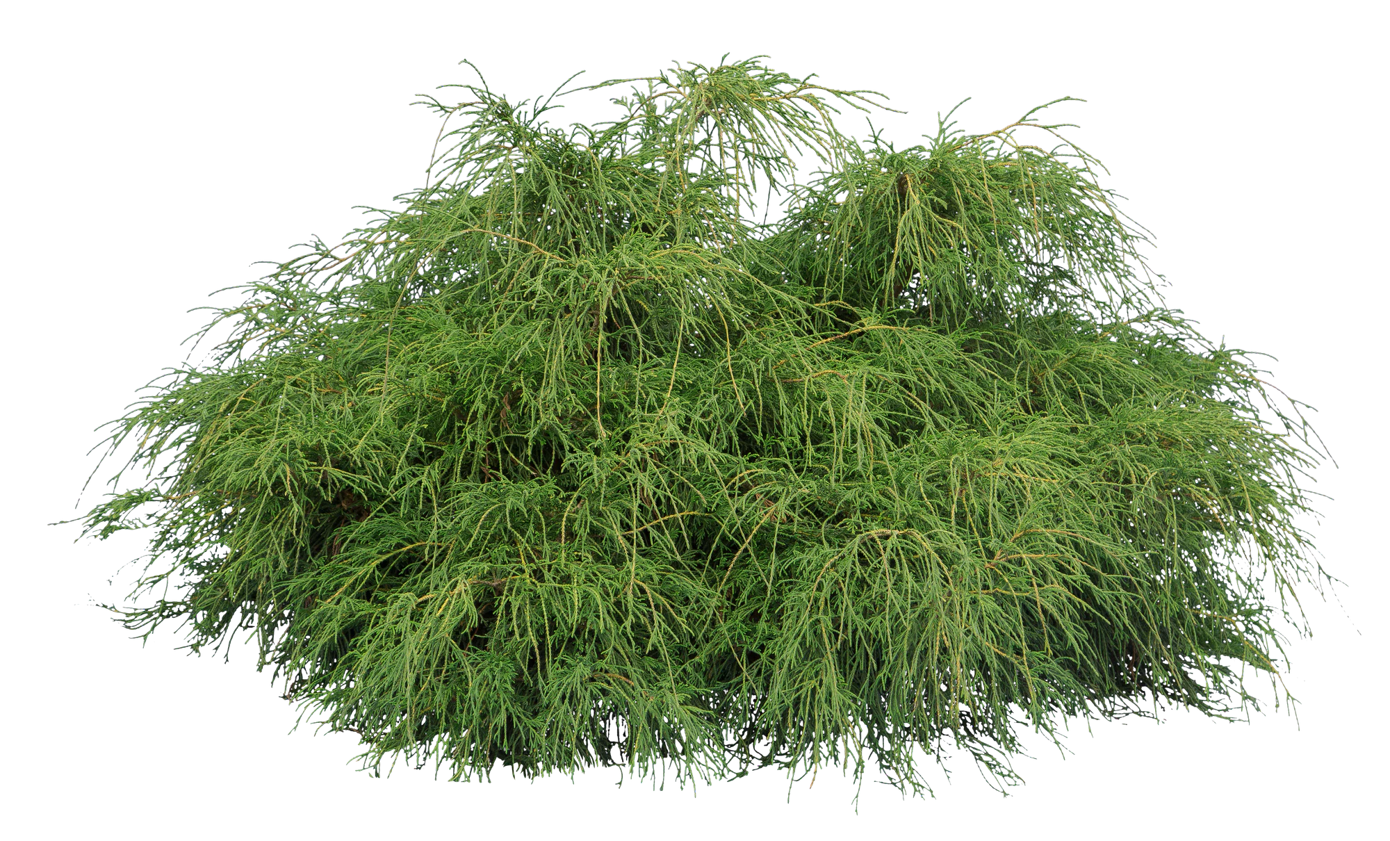 conifer 016 — Скачать