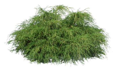 conifer 016 — Скачать