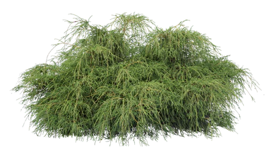 conifer 017 — Descargar