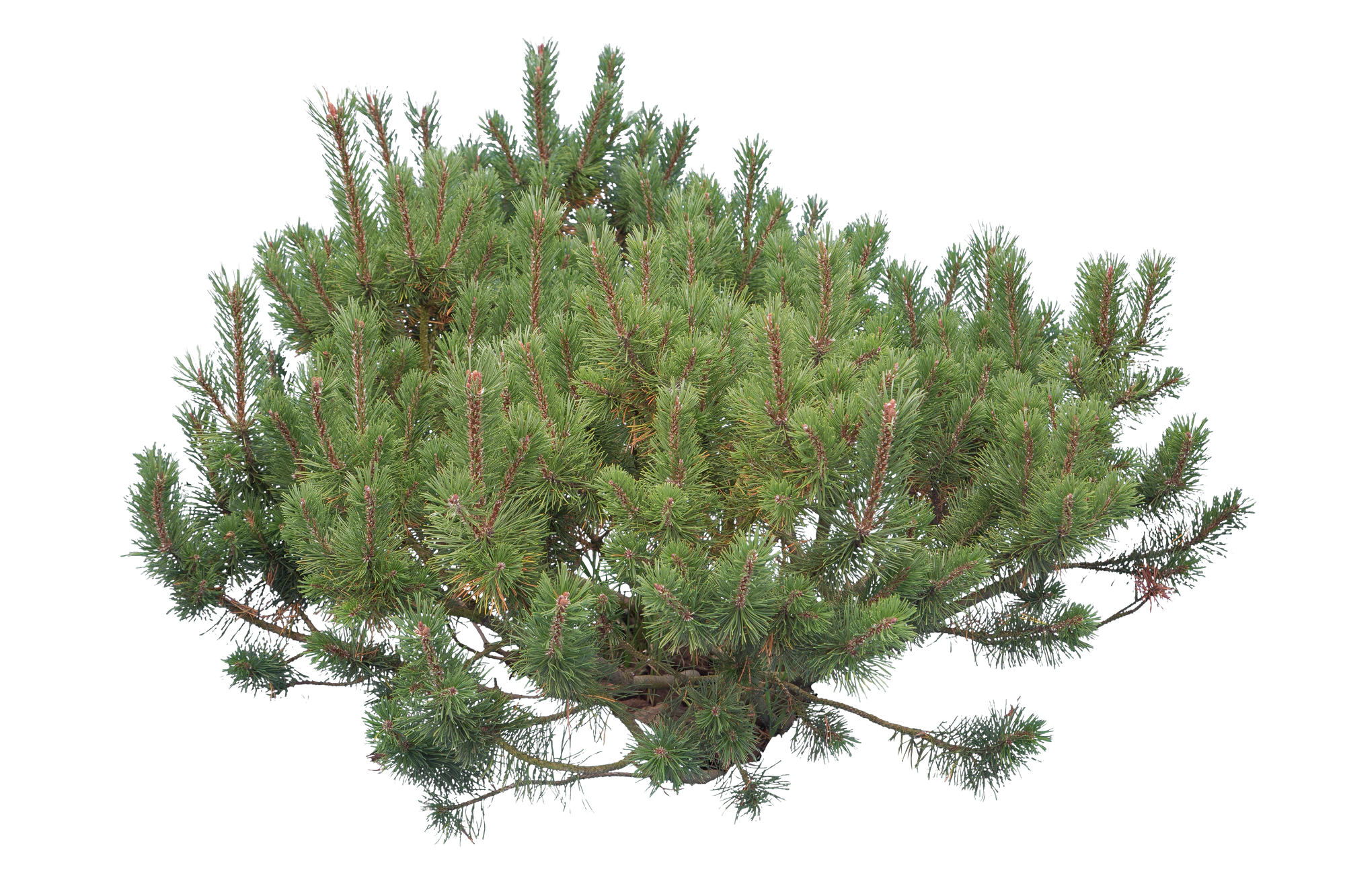 conifer 018 — Скачать