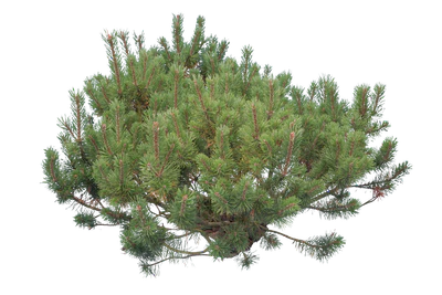 conifer 018 — Скачать