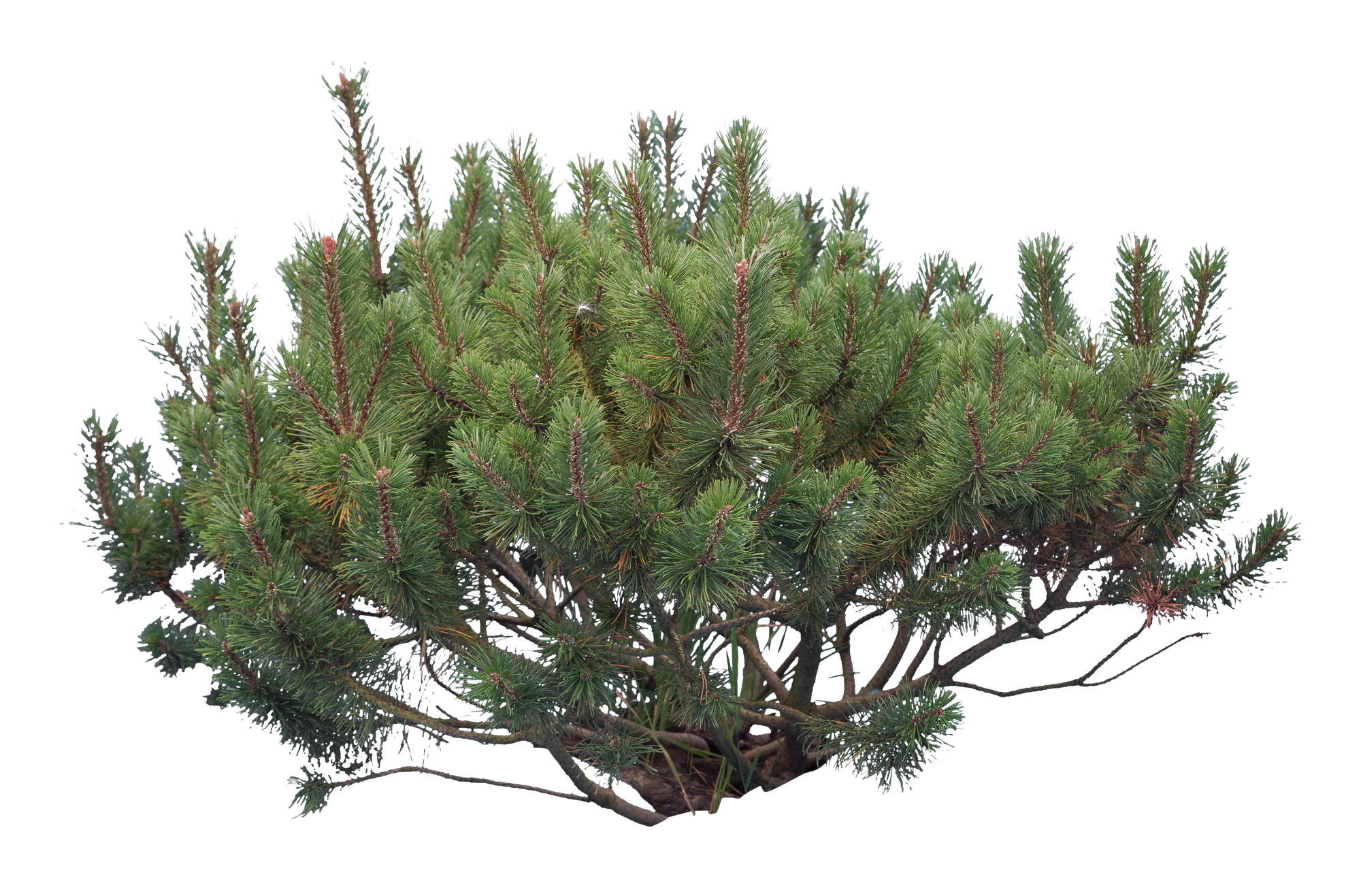 conifer 019 — Скачать