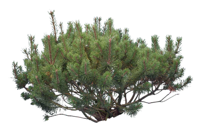 conifer 019 — Скачать