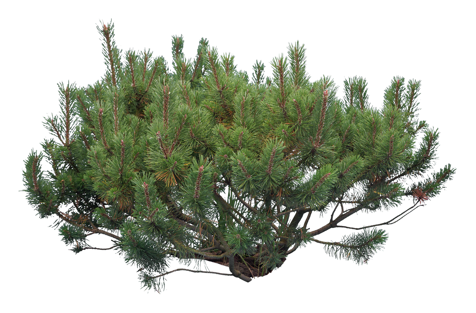 conifer 020 — Скачать