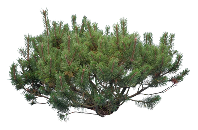 conifer 020 — Скачать