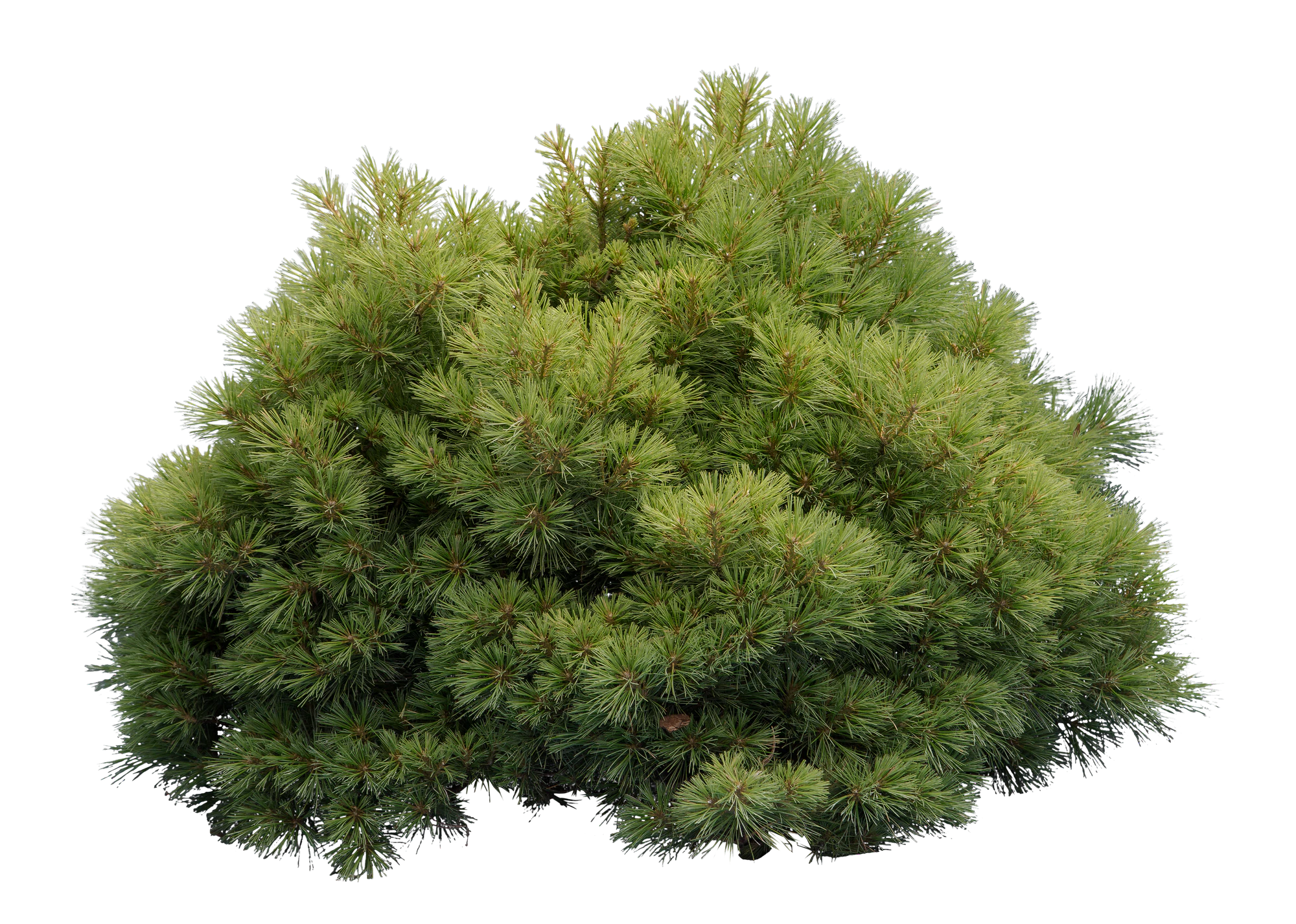 conifer 021 — Descargar