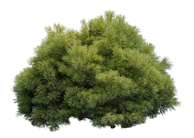 conifer 021 — Descargar