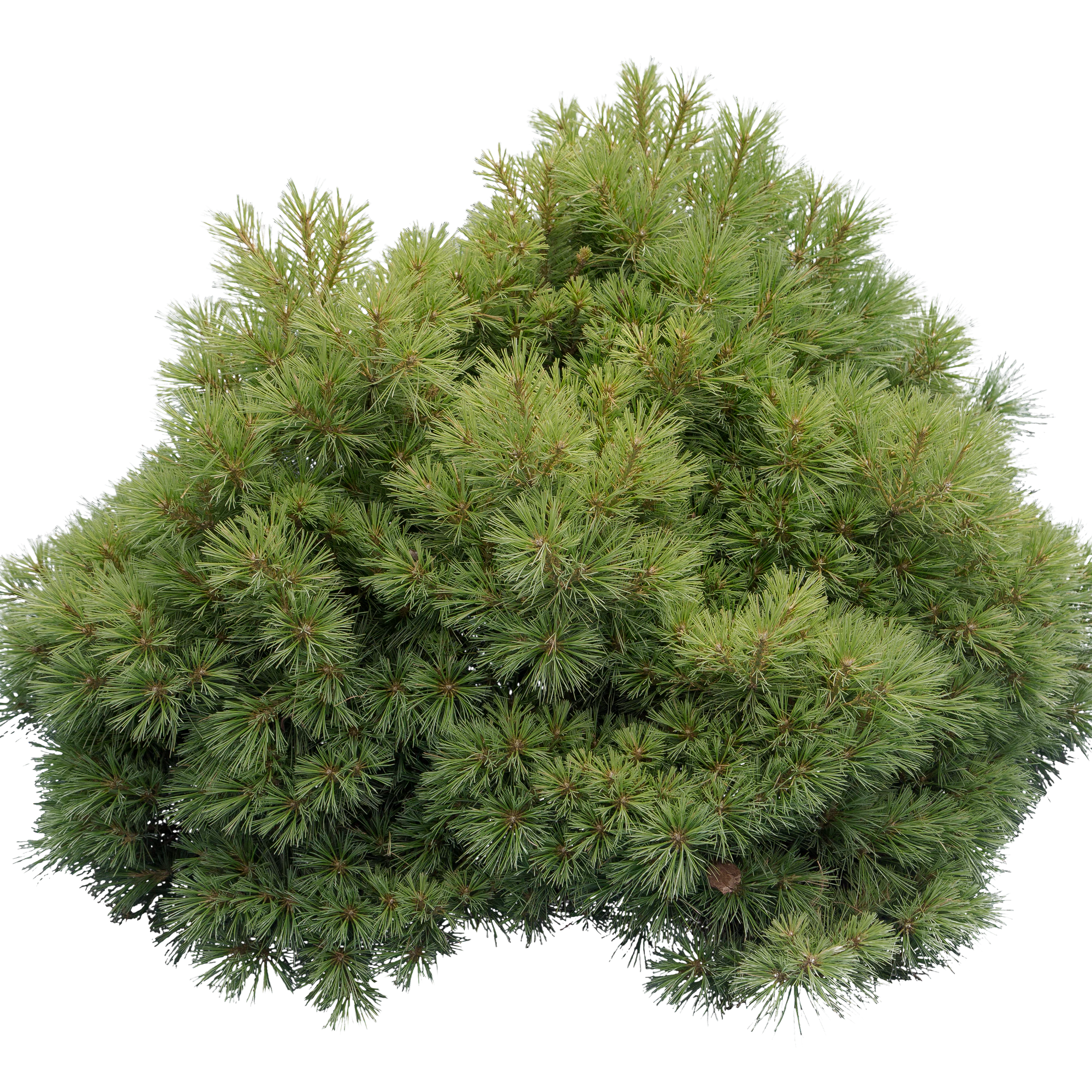 conifer 022 — Descargar