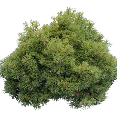 conifer 022 — Descargar