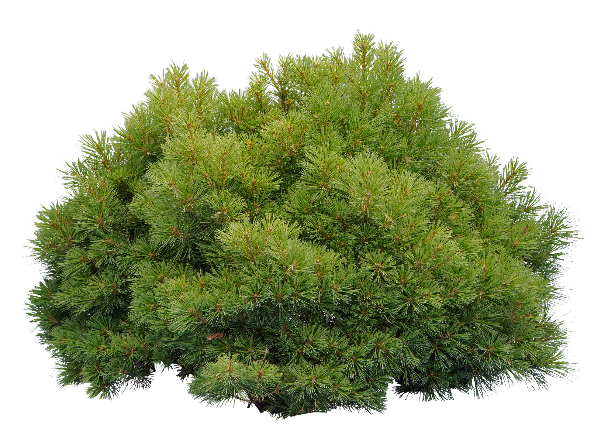 conifer 023 — Descargar