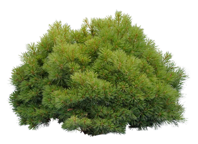 conifer 023 — Descargar