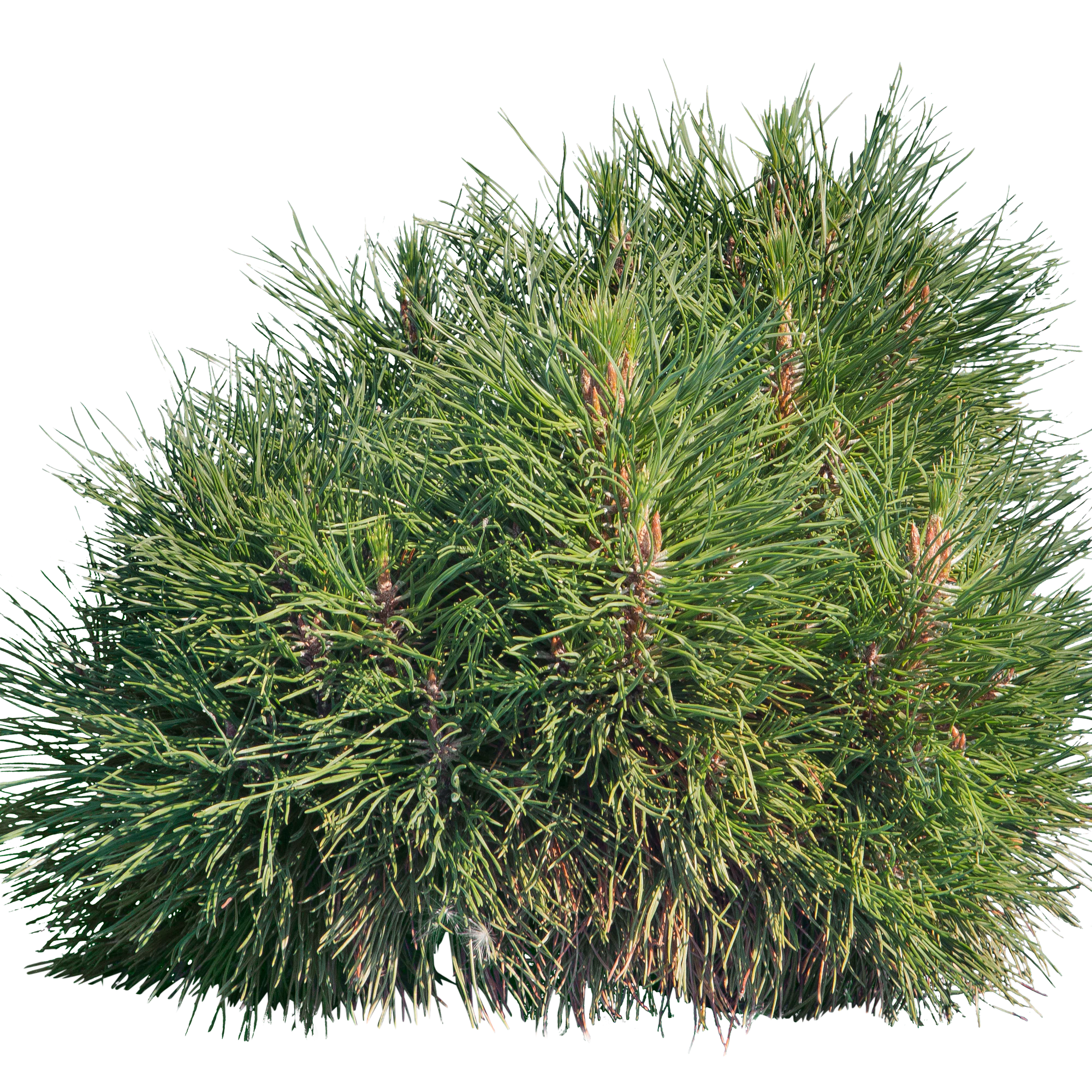 conifer 024 — Descargar
