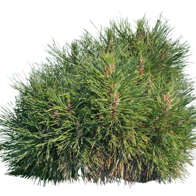 conifer 024 — Descargar