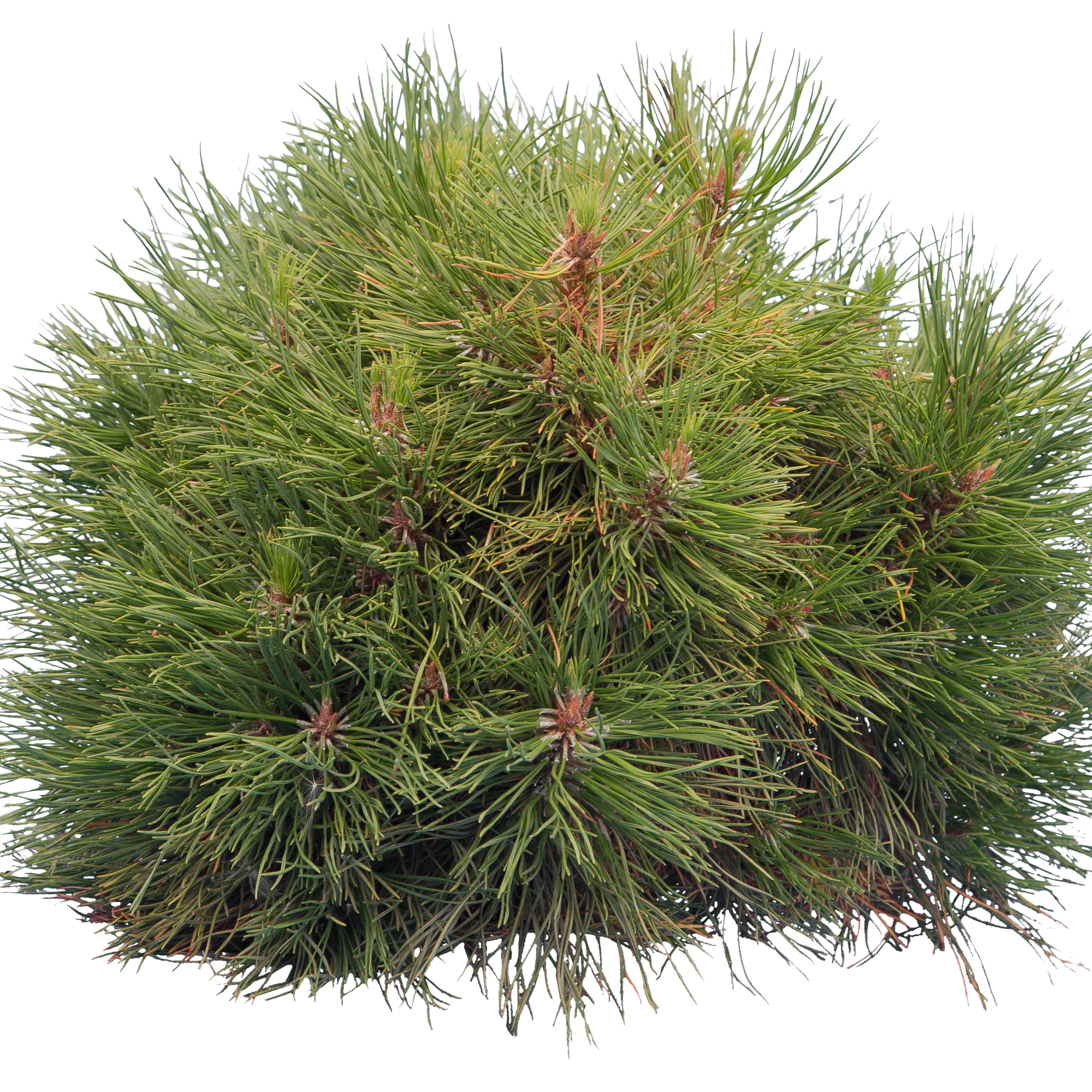 conifer 025 — Descargar