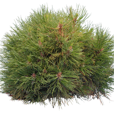 conifer 025 — Descargar