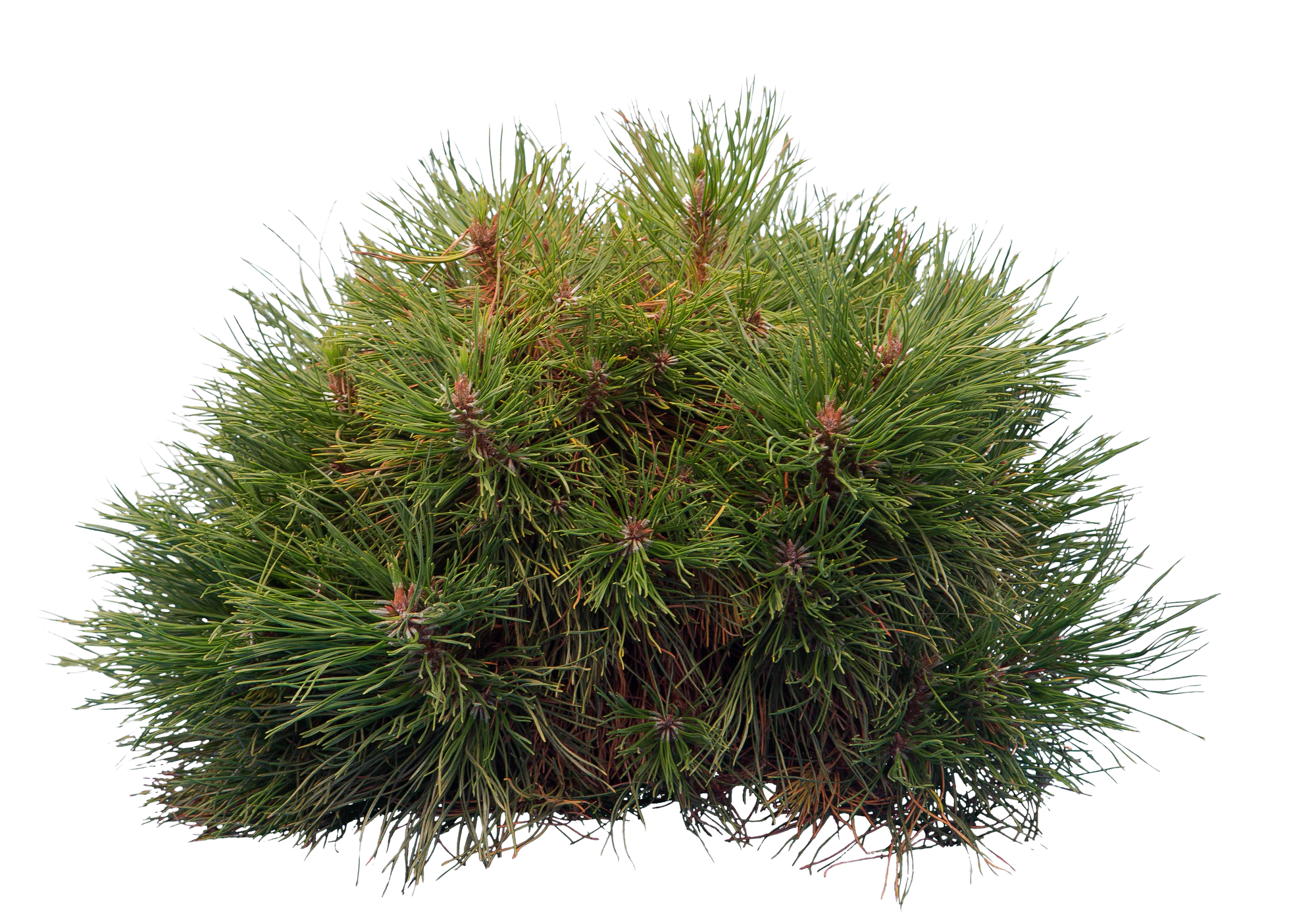 conifer 026 — Descargar