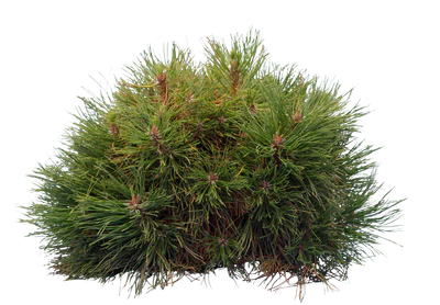 conifer 026 — Descargar