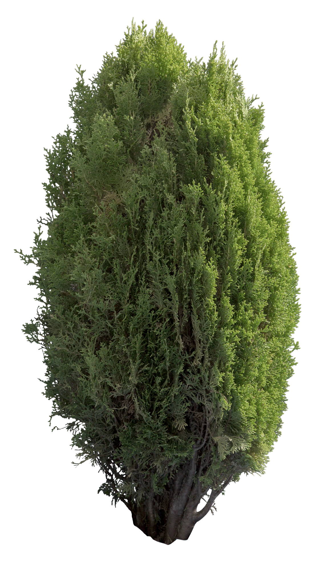 conifer 027 — Скачать