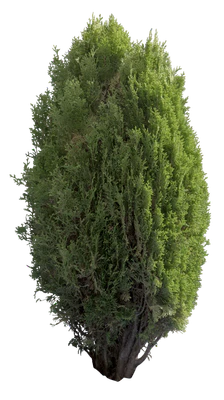 conifer 027 — Скачать