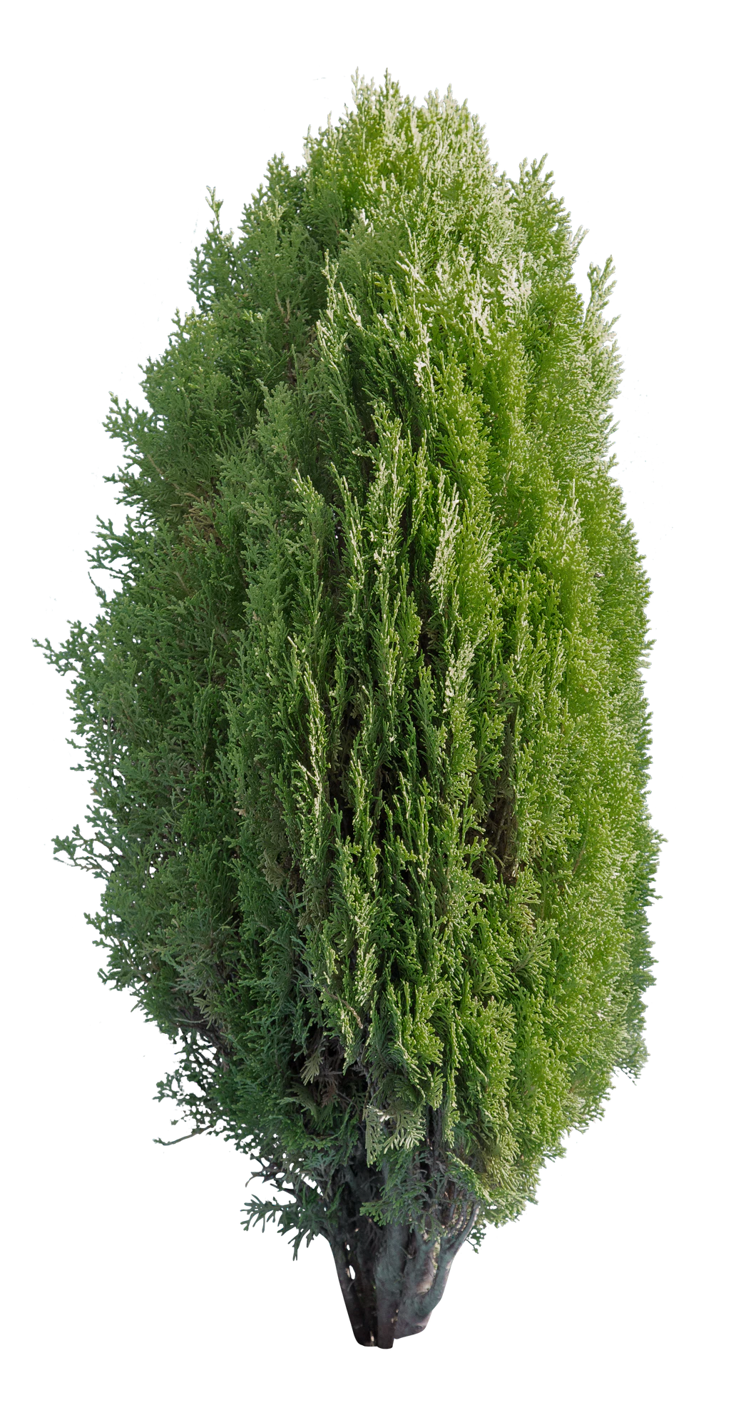 conifer 029 — Скачать