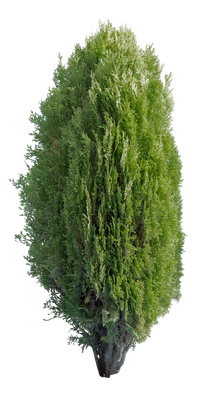 conifer 029 — Скачать