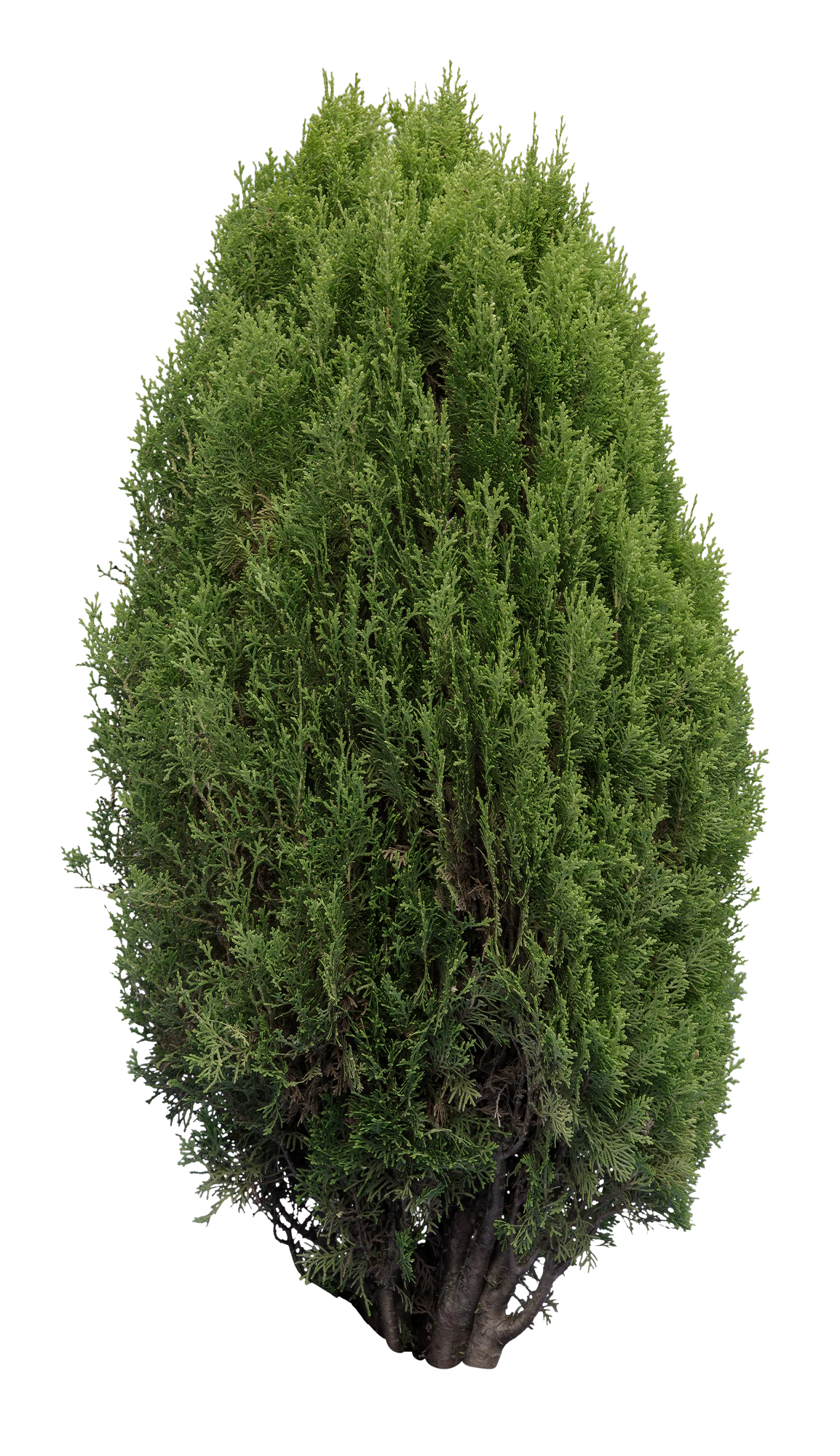 conifer 030 — Скачать
