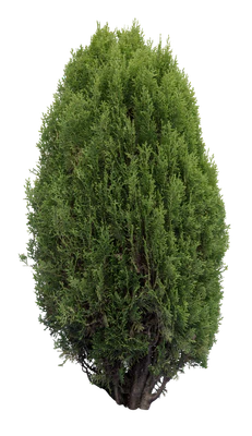 conifer 030 — Скачать