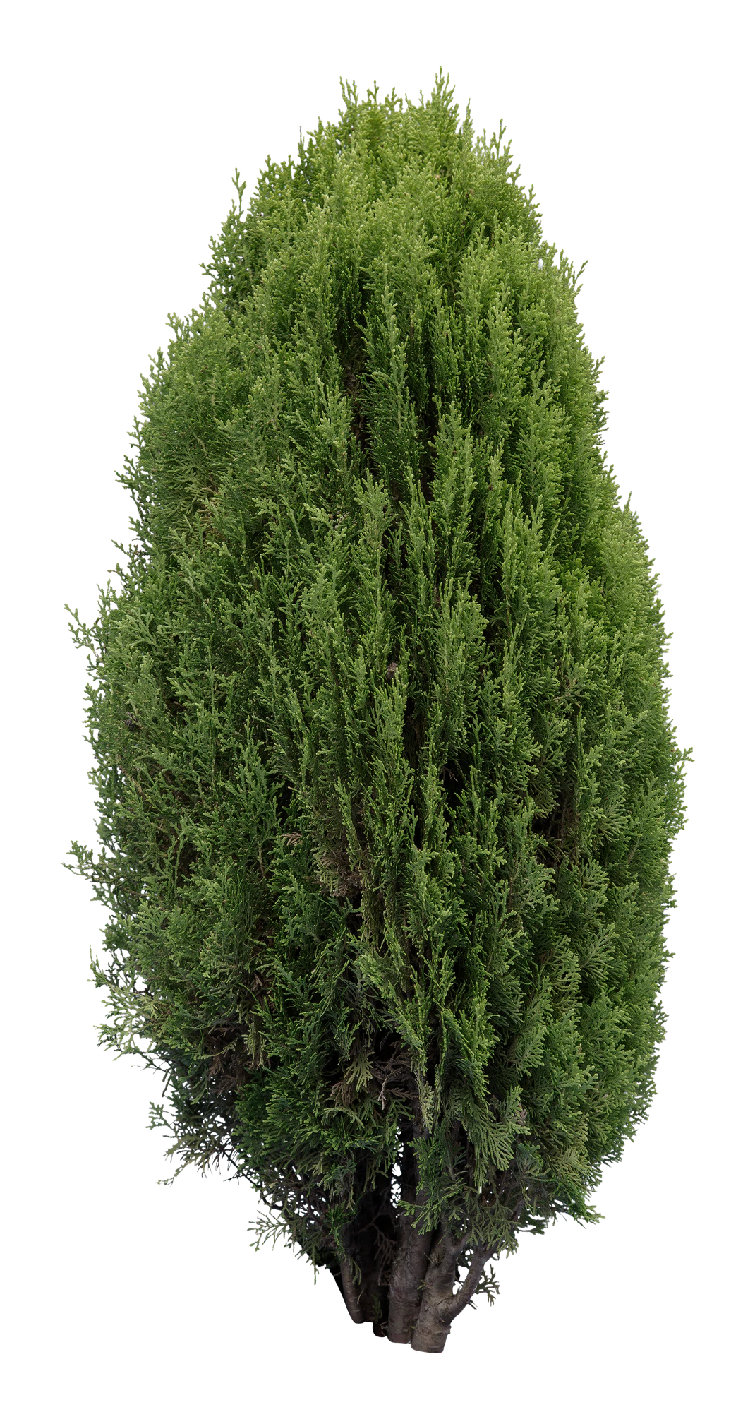 conifer 031 — Скачать