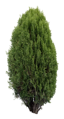 conifer 031 — Скачать