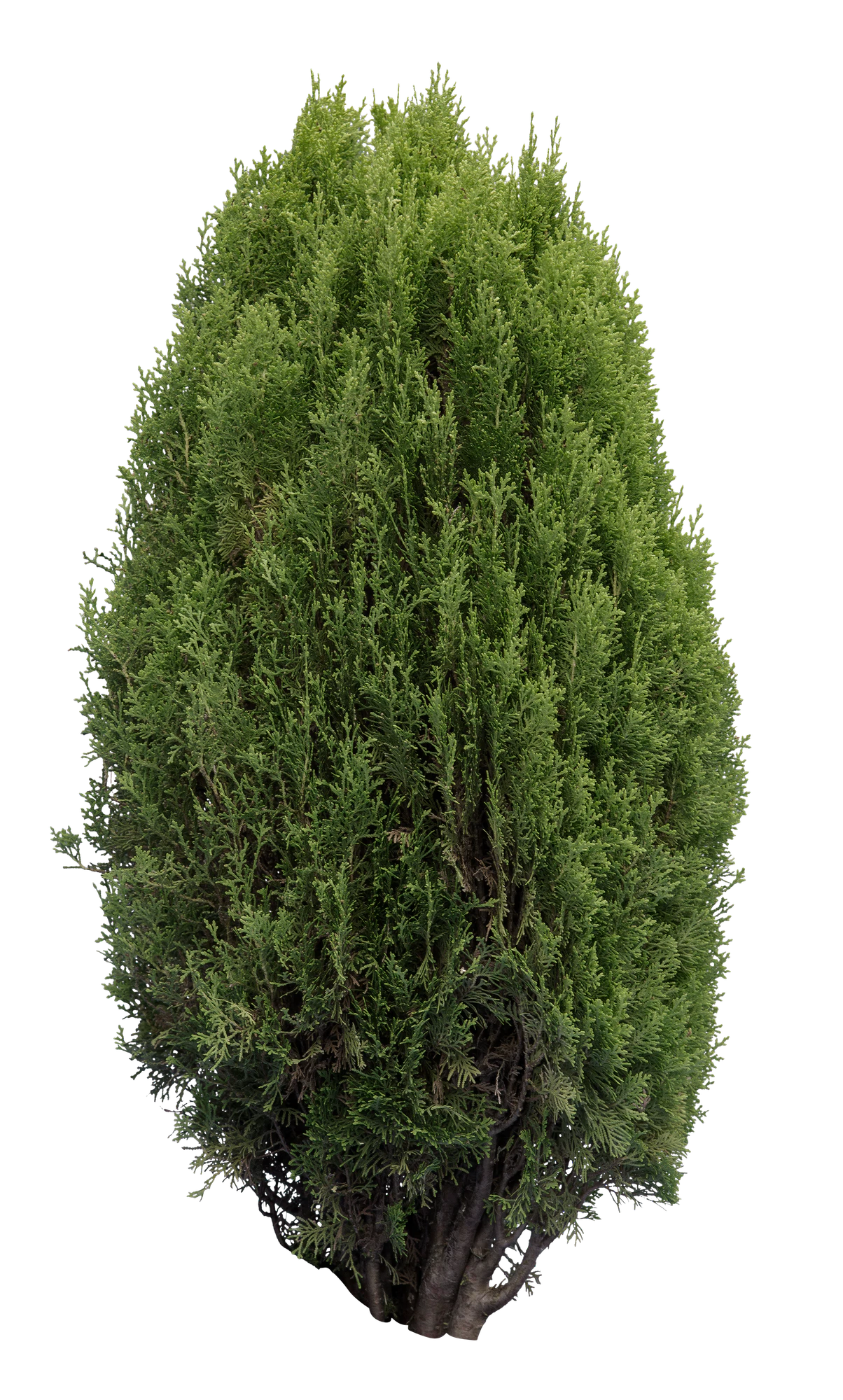 conifer 032 — Скачать
